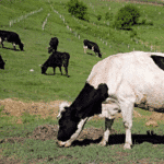 Flatulent Cows, Sheep, And Pigs Face World's First Carbon Tax In Denmark Screenshot 2024-06-26 at 9.02.15 PM